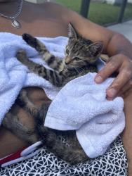 Found/Stray Unknown Cat last seen SE Odonnell lane PSL, Port St. Lucie, FL 34983