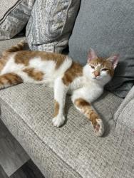 Lost Male Cat last seen Last need on oakview ave in Aurora Il , Aurora, IL 60505