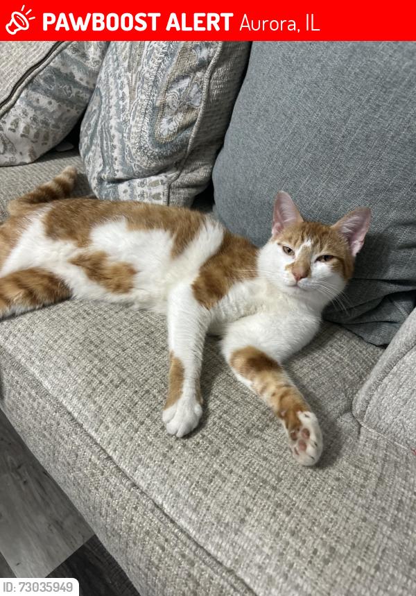 Lost Male Cat last seen Last need on oakview ave in Aurora Il , Aurora, IL 60505