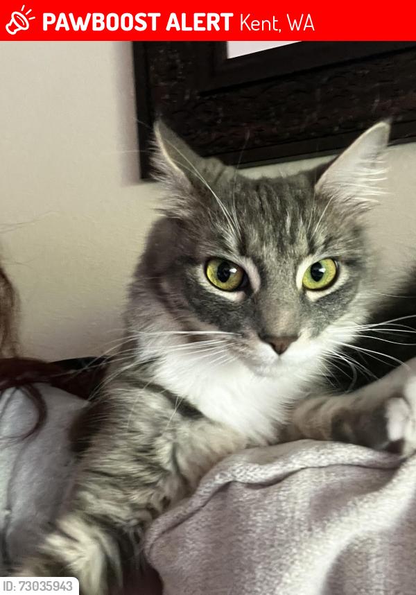 Lost Female Cat last seen 208th street and 108th, Windsong Arbor Condos, Kent, WA 98031