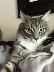 Lost Female Cat last seen 208th street and 108th, Windsong Arbor Condos, Kent, WA 98031