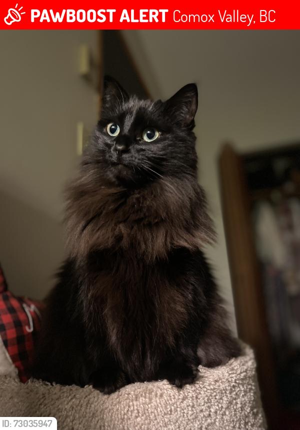 Lost Female Cat last seen Goose spit stairs, Comox Valley, BC 
