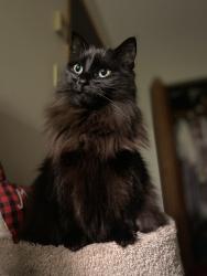 Lost Female Cat last seen Goose spit stairs, Comox Valley, BC 