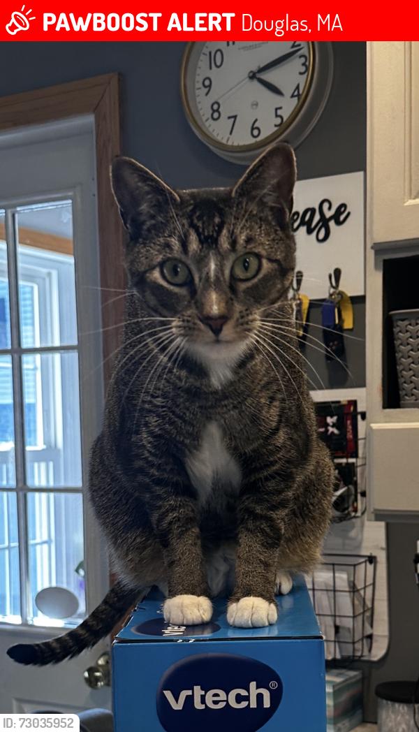 Lost Male Cat last seen Between Martin rd & Monroe St, Douglas, MA 01516