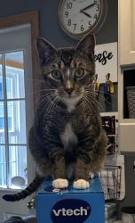 Lost Male Cat last seen Between Martin rd & Monroe St, Douglas, MA 01516