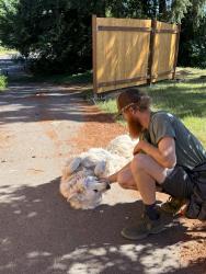 Reunited Male Dog last seen Brownsville HWY NE , Kitsap County, WA 98345