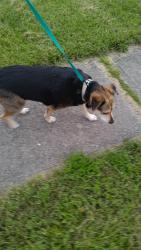 Reunited Female Dog last seen nunner road , Hamilton Township, OH 45039