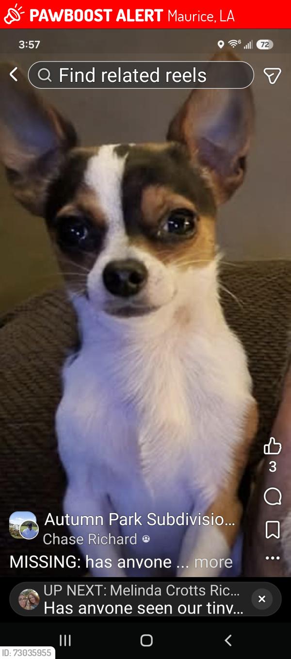 Lost Male Dog last seen Autumn Park Subdivision , Maurice, LA 70555