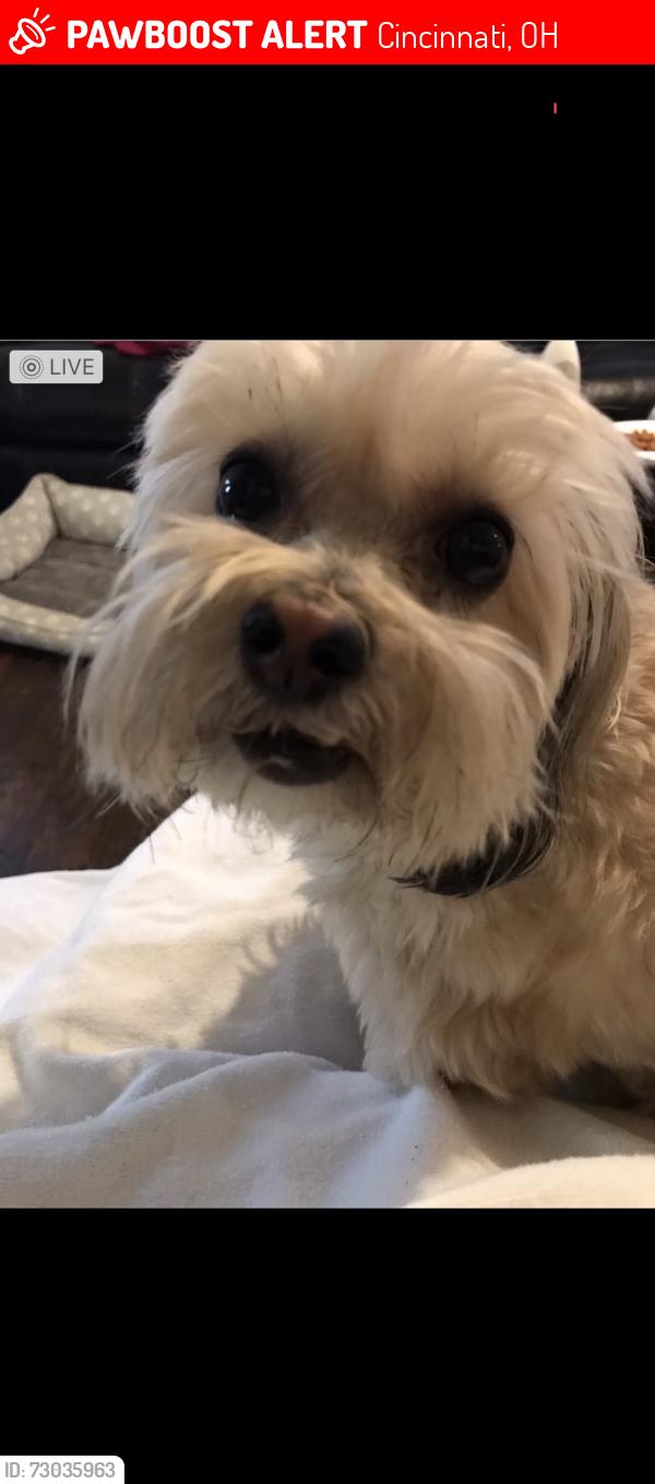 Lost Male Dog last seen Krogers gas station, Cincinnati, OH 45209