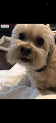 Lost Male Dog last seen Krogers gas station, Cincinnati, OH 45209