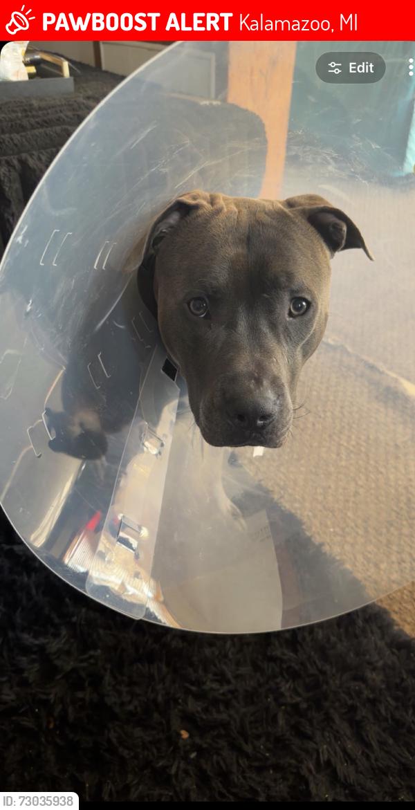 Lost Male Dog last seen Princeton and lulu, Kalamazoo, MI 49007