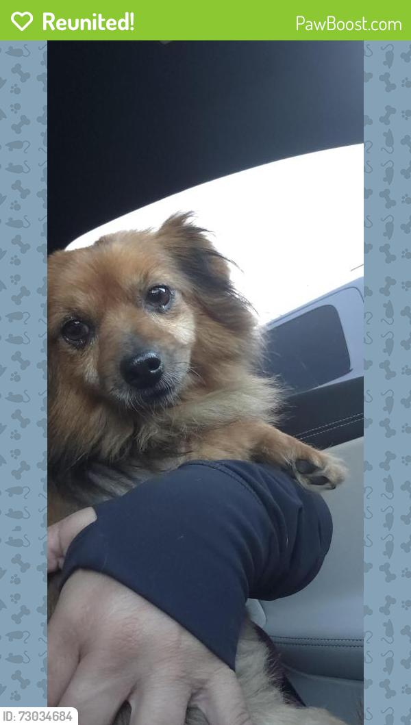 Reunited Male Dog last seen Bonnie Cove and Glendora Ave , Glendora, CA 91740