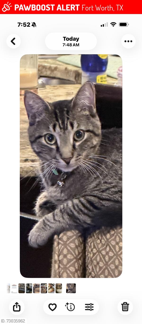 Lost Male Cat last seen Near block Peden Road, Fort Worth, TX 76179