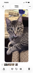 Lost Male Cat last seen Near block Peden Road, Fort Worth, TX 76179