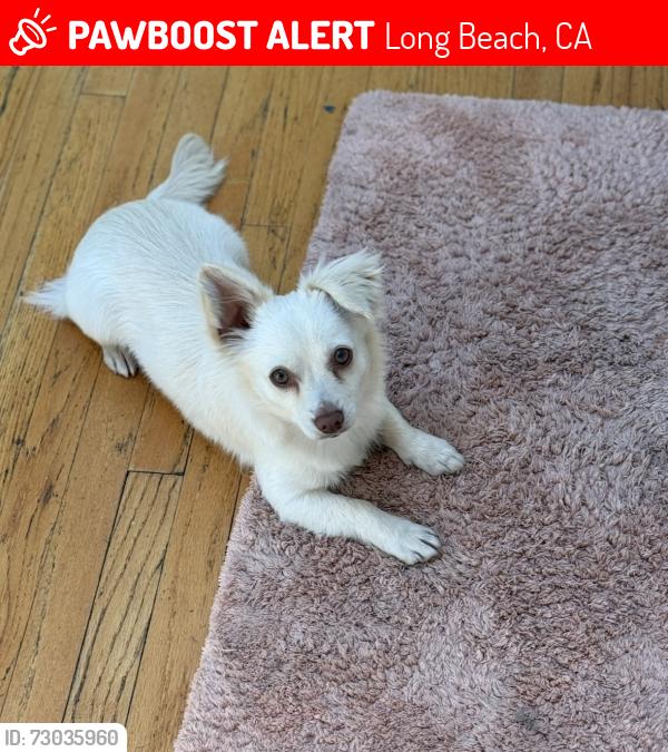 Lost Male Dog last seen Spring and willow , Long Beach, CA 90815
