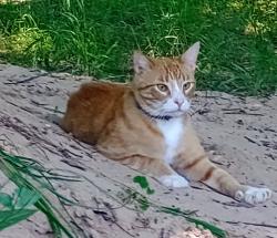 Lost Male Cat last seen Gebron and Ben day Murrin road pork chop hill, Fort Worth, TX 76126