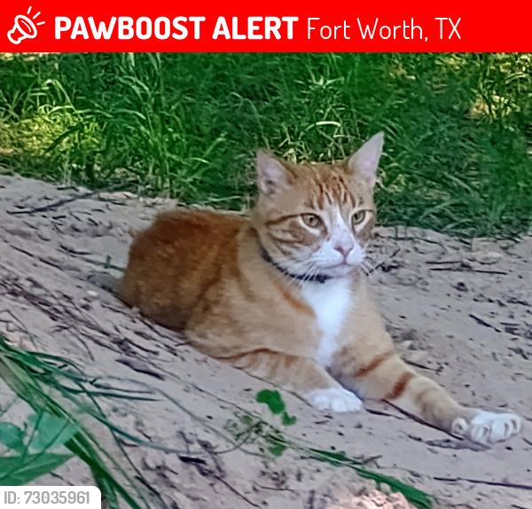 Lost Male Cat last seen Gebron and Ben day Murrin road pork chop hill, Fort Worth, TX 76126