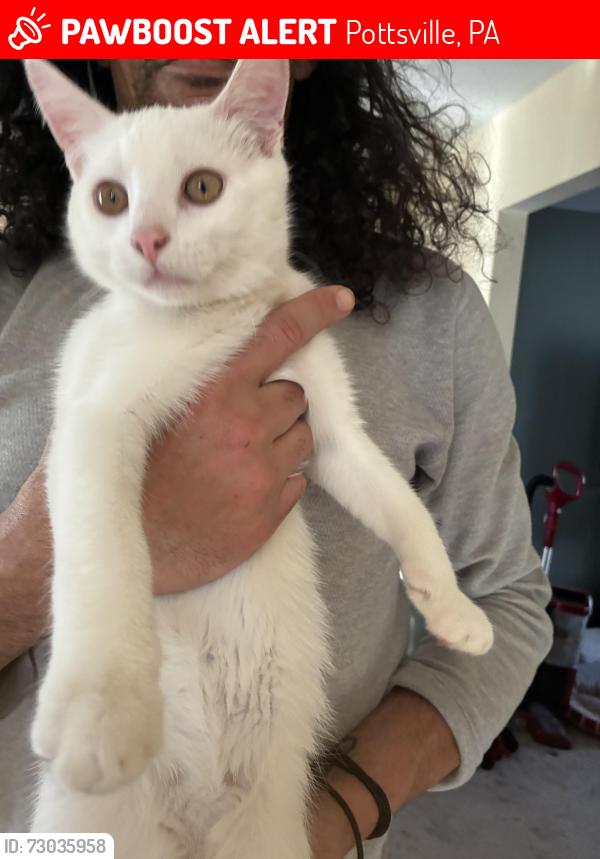 Lost Male Cat last seen Bulls Head Road / Marlin Rd, Pottsville, PA 17901