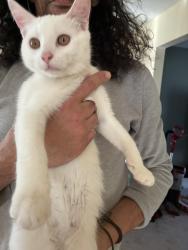 Lost Male Cat last seen Bulls Head Road / Marlin Rd, Pottsville, PA 17901