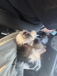 Reunited Male Dog last seen Trevino elementary school, Edinburg, TX 78541