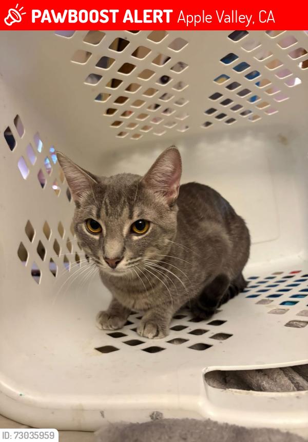 Lost Male Cat last seen Majela rd & Nosoni, Apple Valley, CA 92307