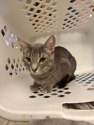 Lost Male Cat last seen Majela rd & Nosoni, Apple Valley, CA 92307