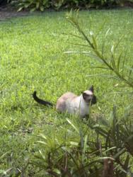 Found/Stray Unknown Cat last seen Garden Oaks, Palm Beach Gardens, FL 33410