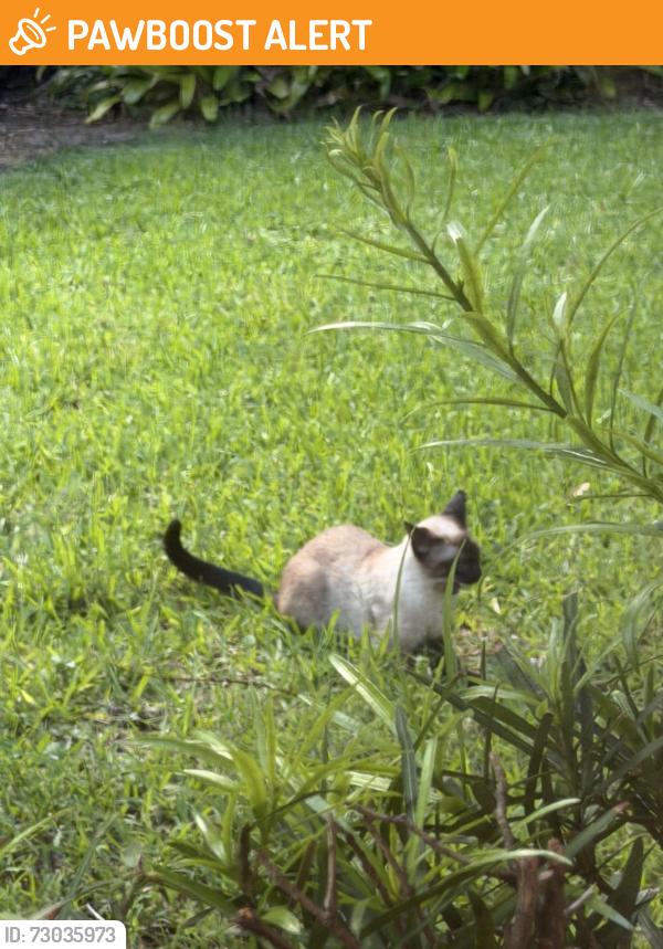 Found/Stray Unknown Cat last seen Garden Oaks, Palm Beach Gardens, FL 33410