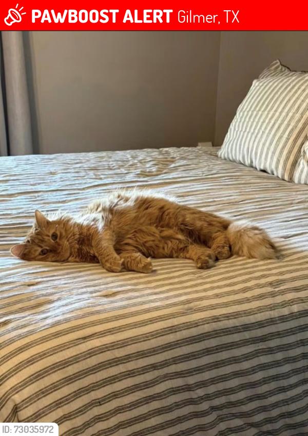 Lost Female Cat last seen Dove trail, Gilmer, TX 75645