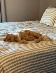 Lost Female Cat last seen Dove trail, Gilmer, TX 75645
