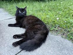 Found/Stray Male Cat last seen Glass Road, Cedar rapids, Ia, Cedar Rapids, IA 52402