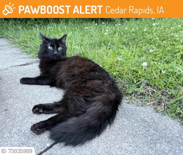 Found/Stray Male Cat last seen Glass Road, Cedar rapids, Ia, Cedar Rapids, IA 52402