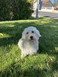 Found/Stray Male Dog last seen Carey and rancho, Las Vegas, NV 89106