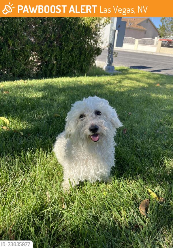 Found/Stray Male Dog last seen Carey and rancho, Las Vegas, NV 89106