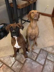 Reunited Female Dog last seen Heathwood and Churchill, Hamilton, OH 45013
