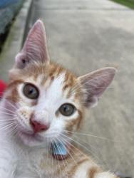 Found/Stray Unknown Cat last seen Pine Lake Dr at Witte Road 77055, Houston, TX 77055