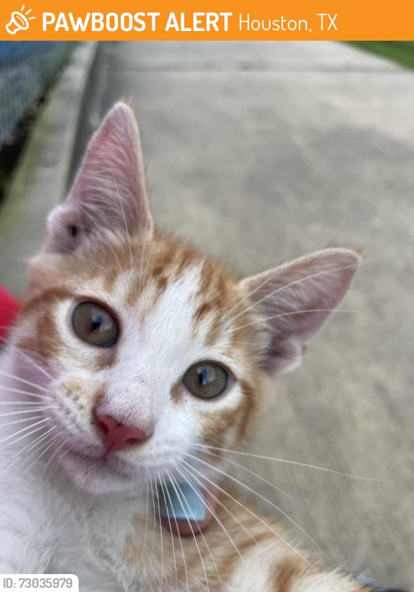 Found/Stray Unknown Cat last seen Pine Lake Dr at Witte Road 77055, Houston, TX 77055