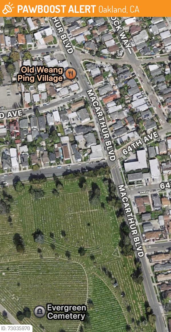 Found/Stray Female Dog last seen MacArthur blvd & evergreen cemetery , Oakland, CA 94609