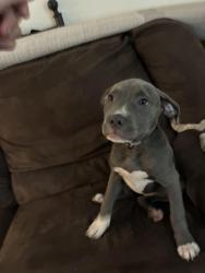 Lost Female Dog last seen Rodeo Park, Tucson, AZ 85714