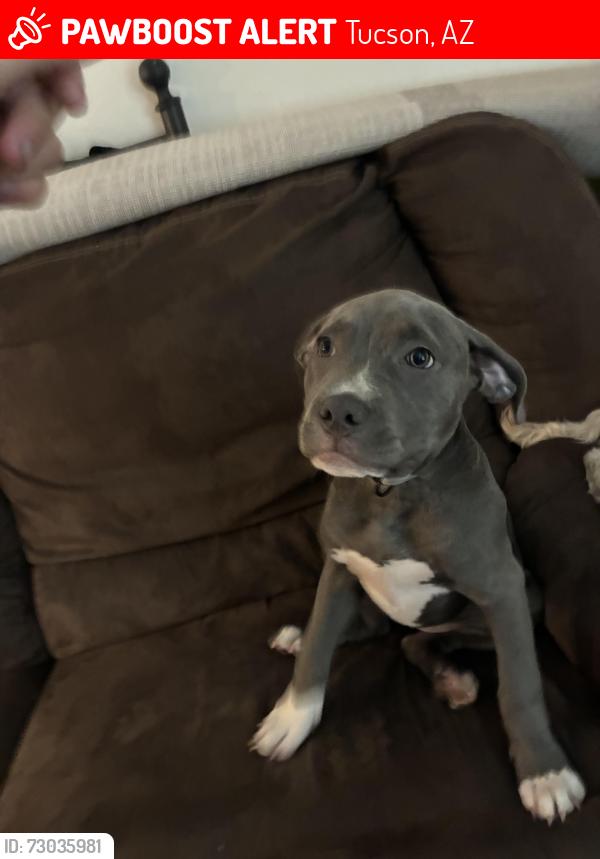 Lost Female Dog last seen Rodeo Park, Tucson, AZ 85714