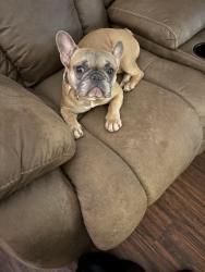 Found/Stray Unknown Dog last seen Springcrest Drive & Cedar Crest Street, Mesquite, TX 75149