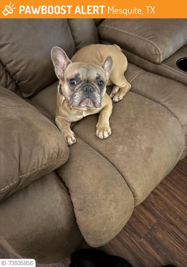 Found/Stray Unknown Dog last seen Springcrest Drive & Cedar Crest Street, Mesquite, TX 75149