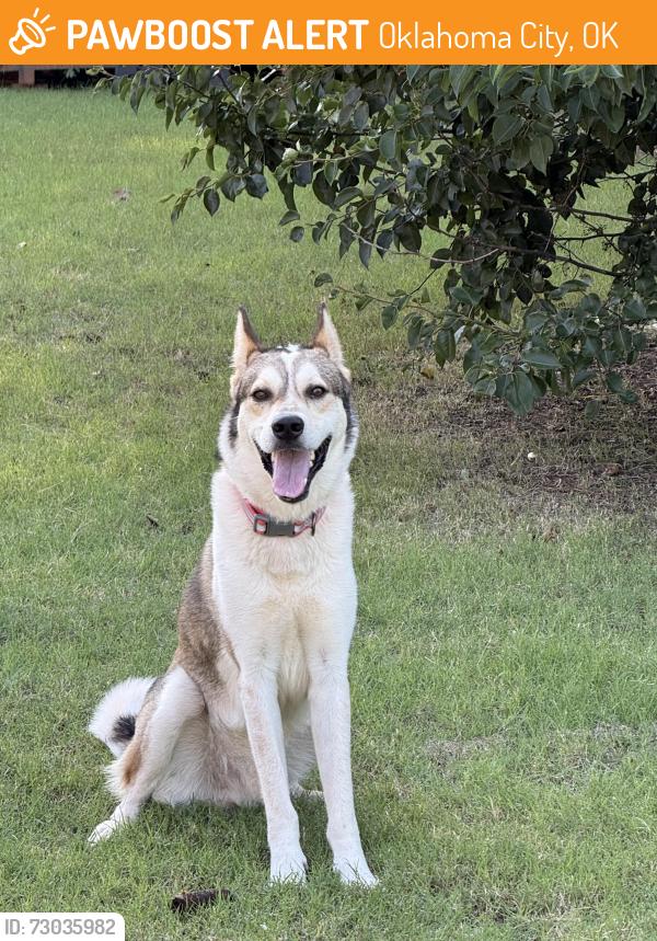 Found/Stray Male Dog last seen Hefner and Air Depot, Oklahoma City, OK 73013