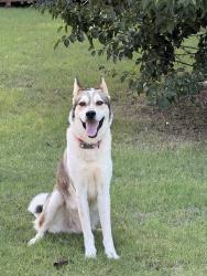 Found/Stray Male Dog last seen Hefner and Air Depot, Oklahoma City, OK 73013