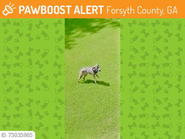 Found/Stray Unknown Dog last seen Campground Rd, Forsyth County, GA 30040