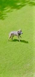 Found/Stray Unknown Dog last seen Campground Rd, Forsyth County, GA 30040