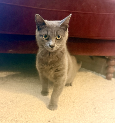 Reunited Female Cat last seen Lawn St, Norwalk, CT 06854