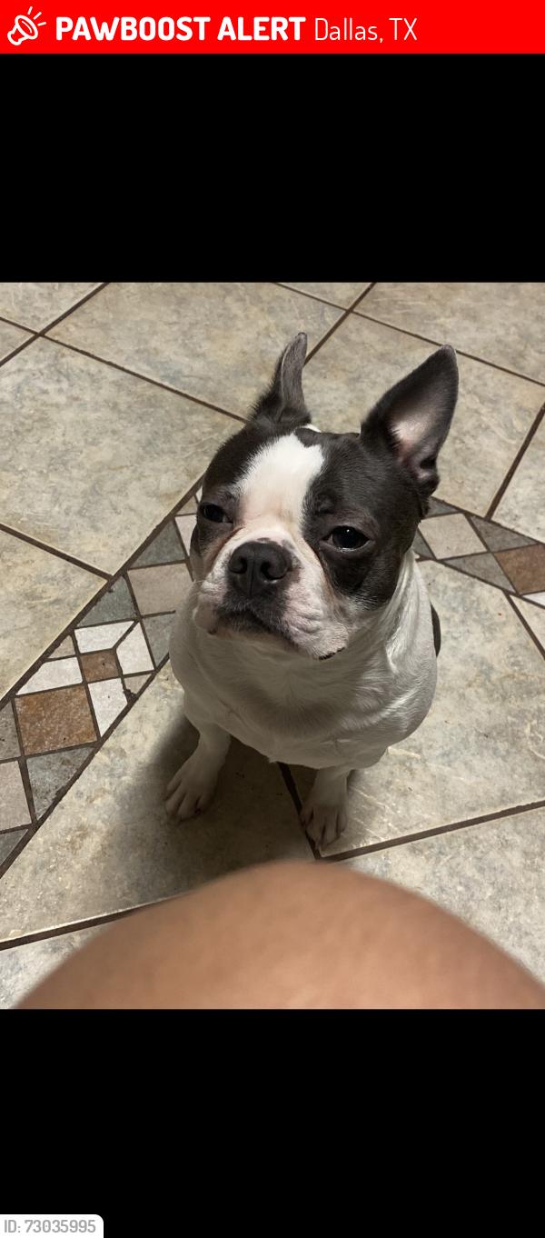 Lost Female Dog last seen Margaret b henderson, Dallas, TX 75224