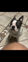 Lost Female Dog last seen Margaret b henderson, Dallas, TX 75224