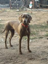 Reunited Female Dog last seen East Main Street and Madison Avenue , El Cajon, CA 92019
